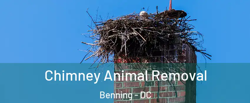 Chimney Animal Removal Benning - DC