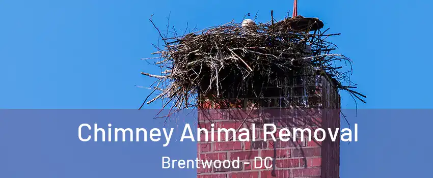 Chimney Animal Removal Brentwood - DC