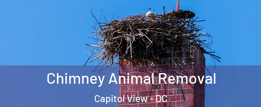 Chimney Animal Removal Capitol View - DC