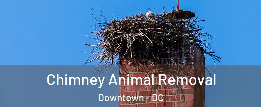 Chimney Animal Removal Downtown - DC