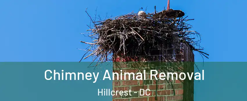 Chimney Animal Removal Hillcrest - DC