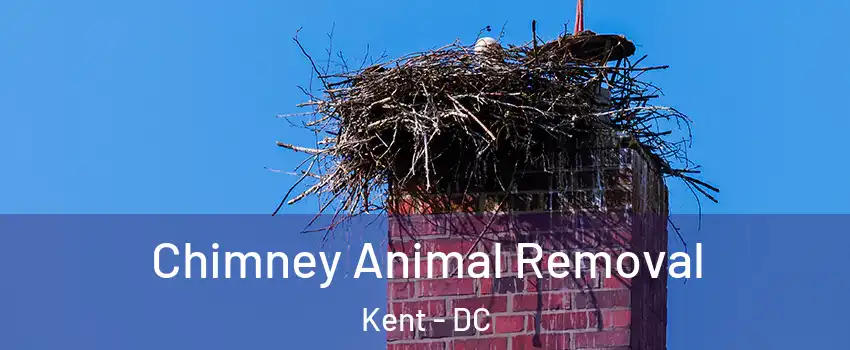 Chimney Animal Removal Kent - DC