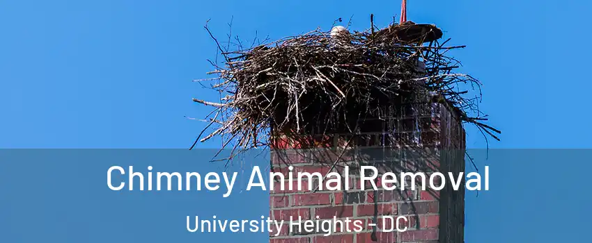 Chimney Animal Removal University Heights - DC